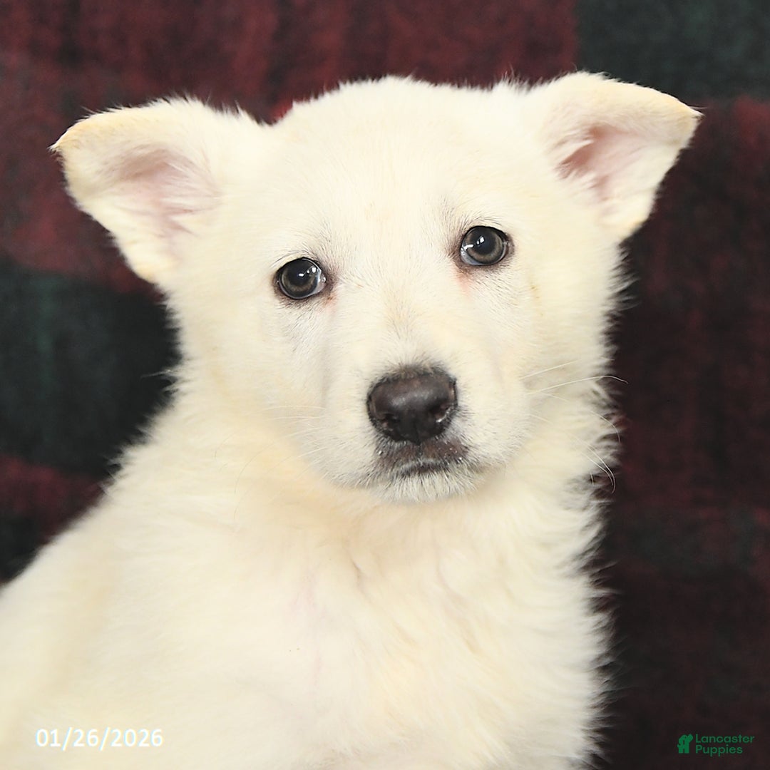 German Shepherd dogs for sale: Snowball  - Ad 3