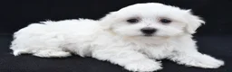 Maltese dogs for sale: Cash - Ad 8