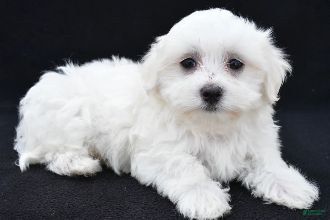 Maltese dogs for sale: Cash - Ad 8