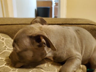 American Bully dogs - Ad 8