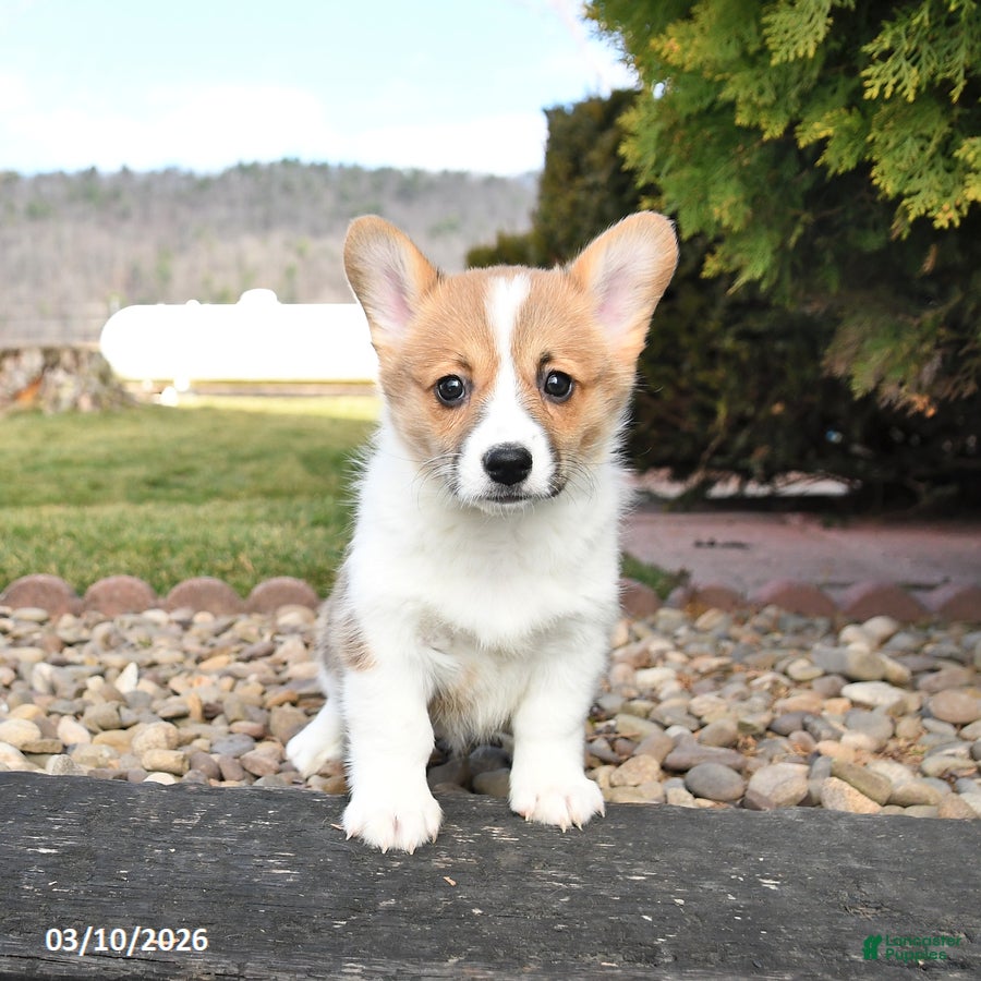 Welsh Corgi Pembroke dogs Lemon - Ad 2