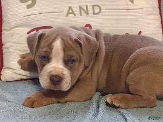 Olde English Bulldogge dogs - Ad 7