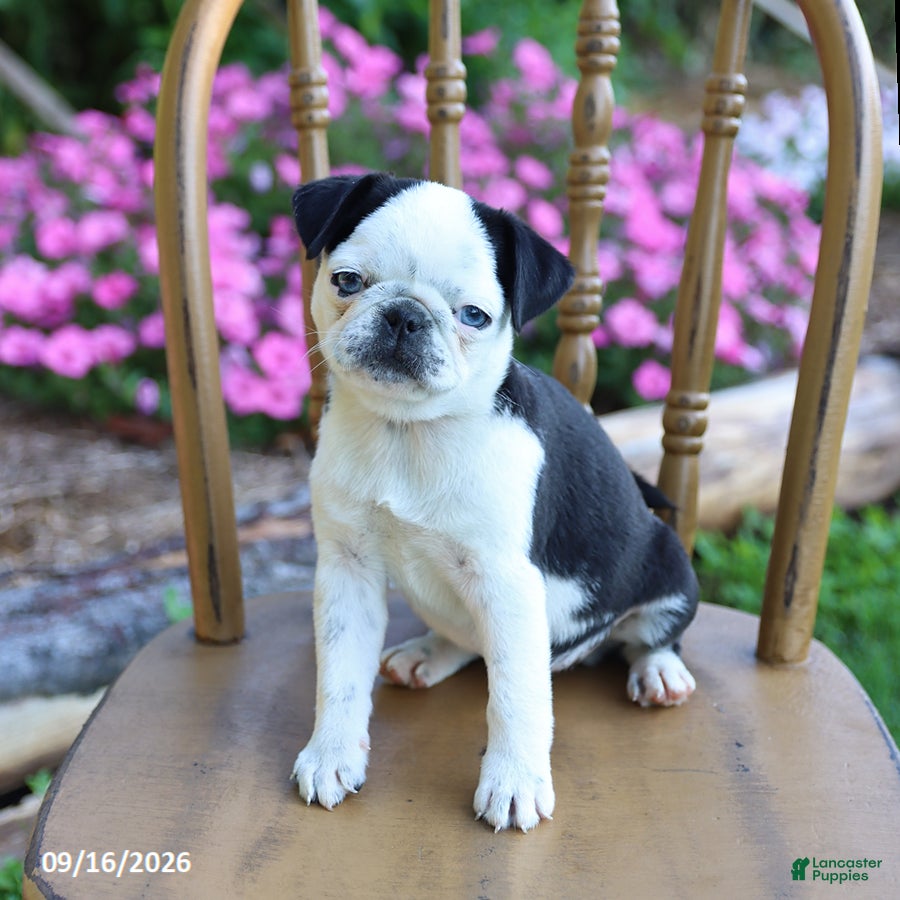 Pug dogs Sweetie - Ad 1