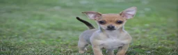 Chihuahua dogs for sale: Andre - Ad 3
