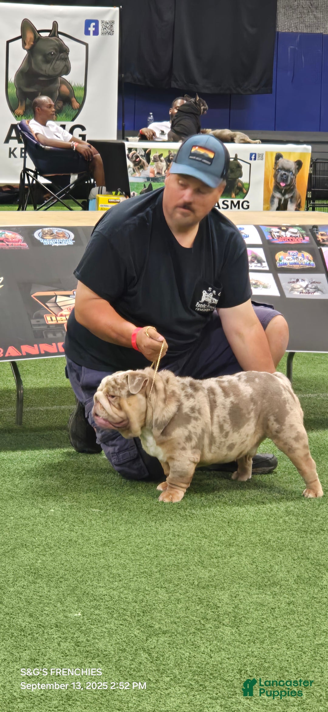 English Bulldog dogs for stud: English Bulldog 1 puppies - Ad 4