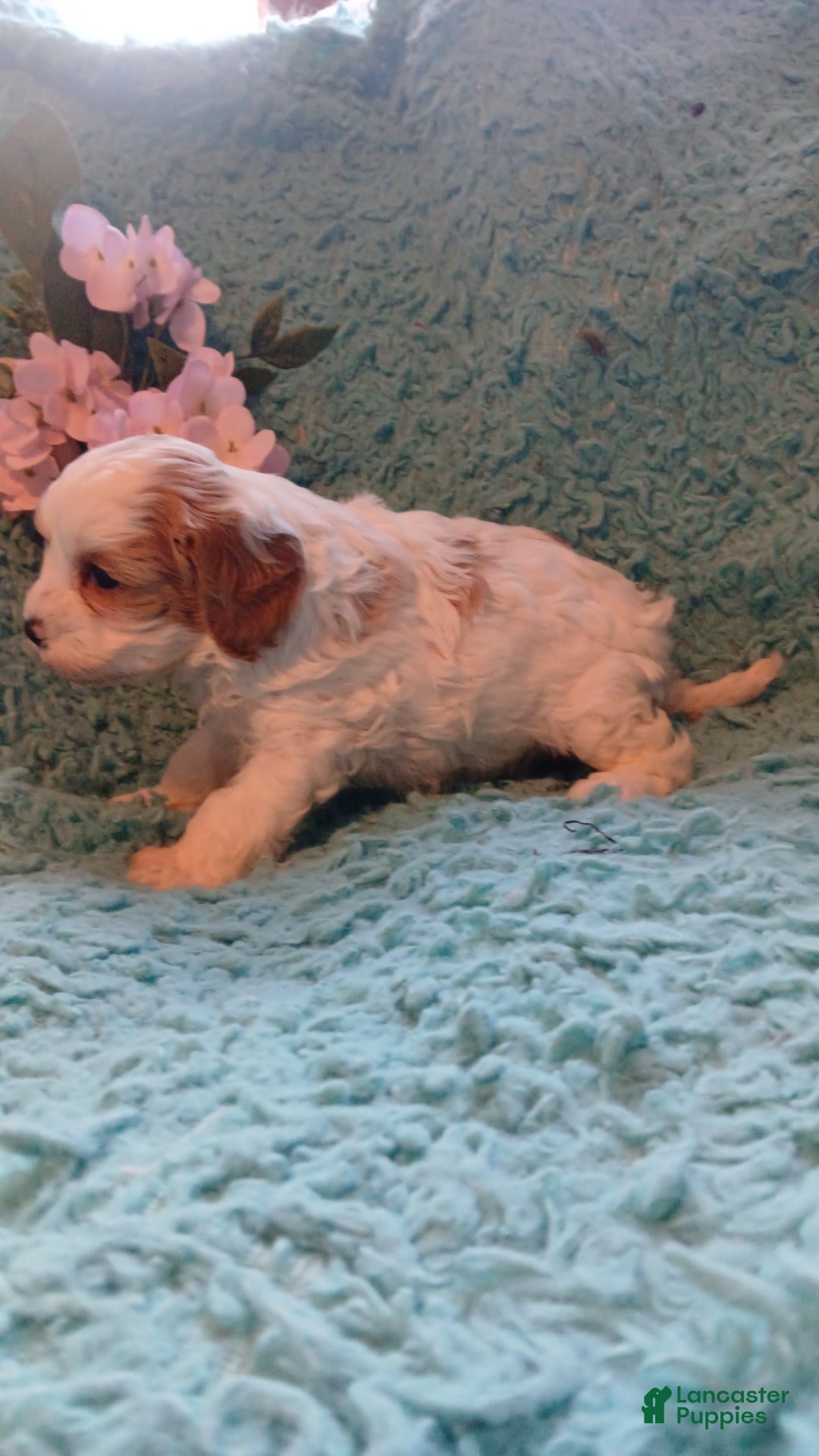 Cavapoo dogs for sale: Daisy - Ad 14