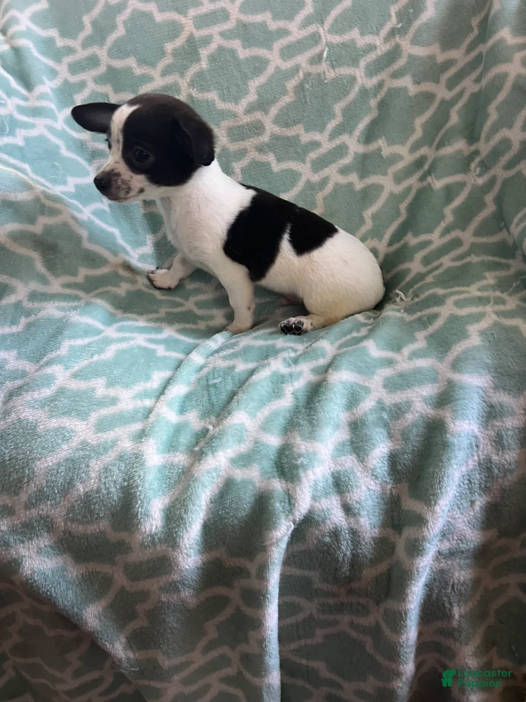 Chihuahua dogs for sale: Chihuahua Boy- Walter - Ad 2