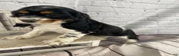 Cocker Spaniel dogs for sale: Pippa - Ad 4