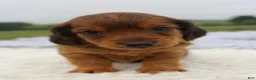 Miniature Dachshund dogs for sale: Miniature Dachshund 4 - Ad 2