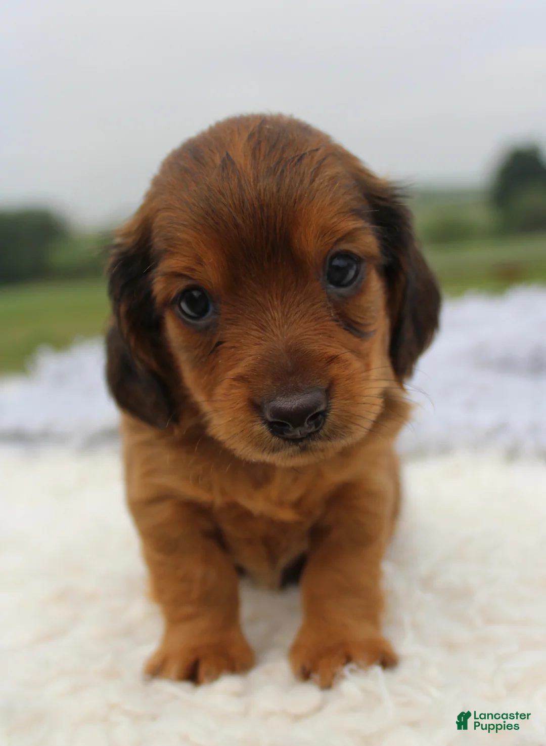 Miniature Dachshund dogs for sale: Miniature Dachshund 4 - Ad 2