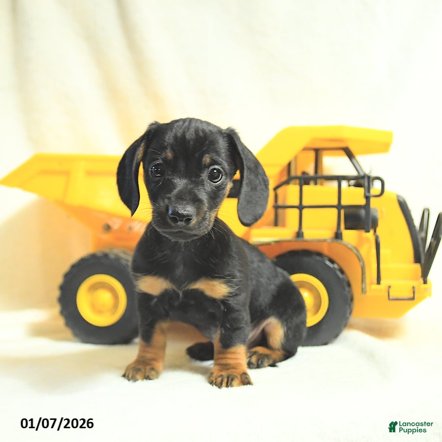 Miniature Dachshund dogs Digger - Ad 7