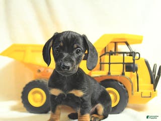 Miniature Dachshund dogs Digger - Ad 40