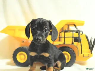 Miniature Dachshund dogs Digger - Ad 40