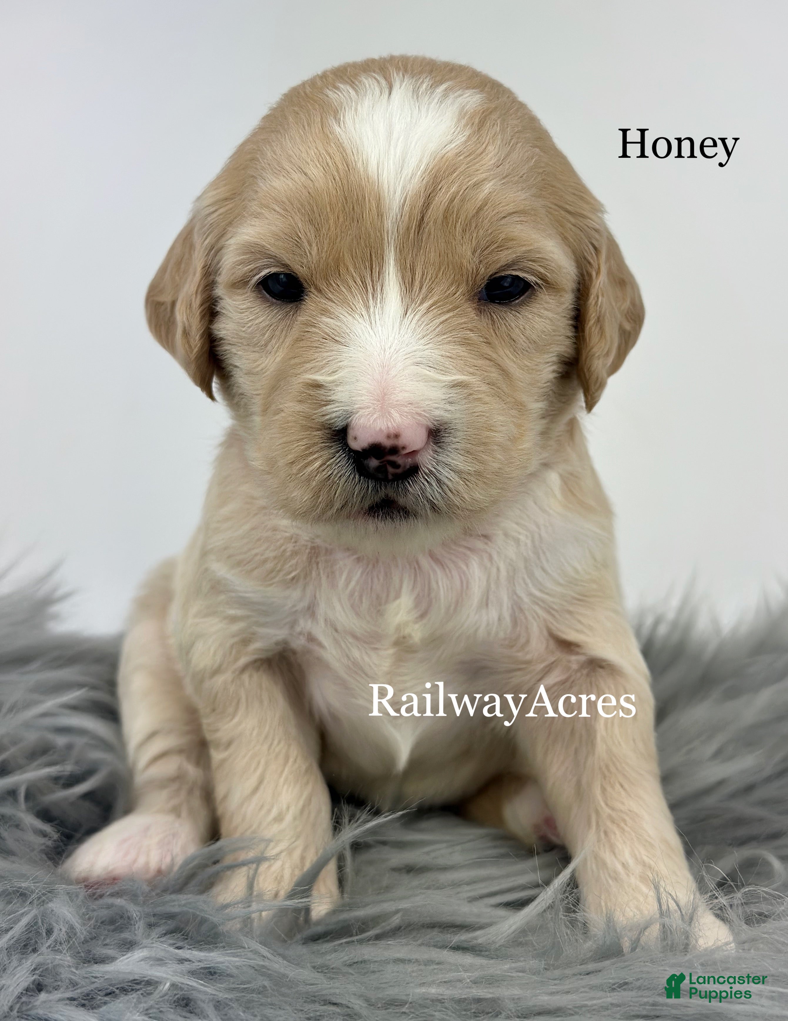 Goldendoodle dogs for sale: Honey - Ad 13