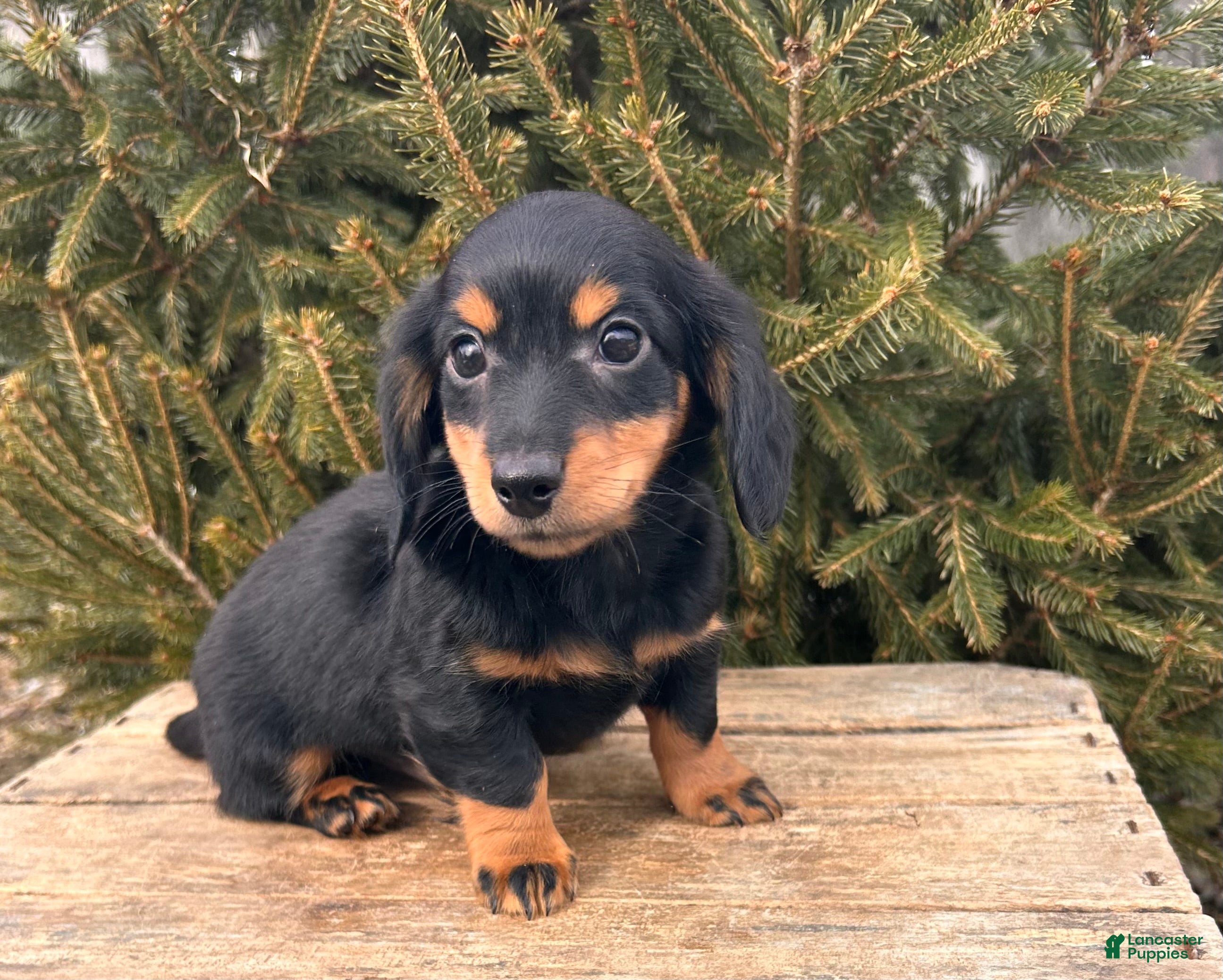 Miniature Dachshund dogs Mason - Ad 2
