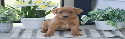 Labrador Retriever dogs for sale: Rebecca - Ad 1