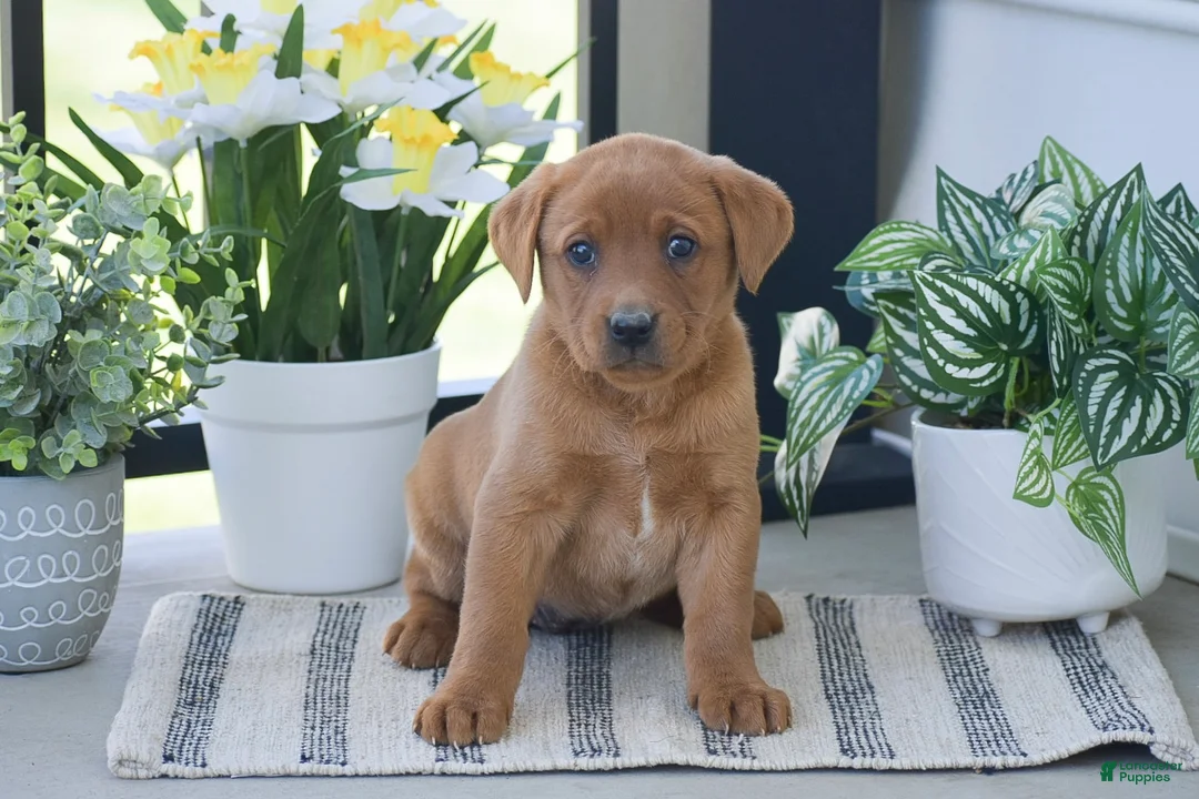 Labrador Retriever dogs for sale: Rebecca - Ad 1