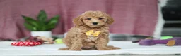 Mini Goldendoodle dogs for sale: Chase - Ad 3