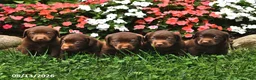 Labrador Retriever dogs for sale: Arrow - Ad 3