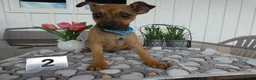 Chihuahua dogs for sale: Chihuahua Puppy 1 Chico - Ad 2
