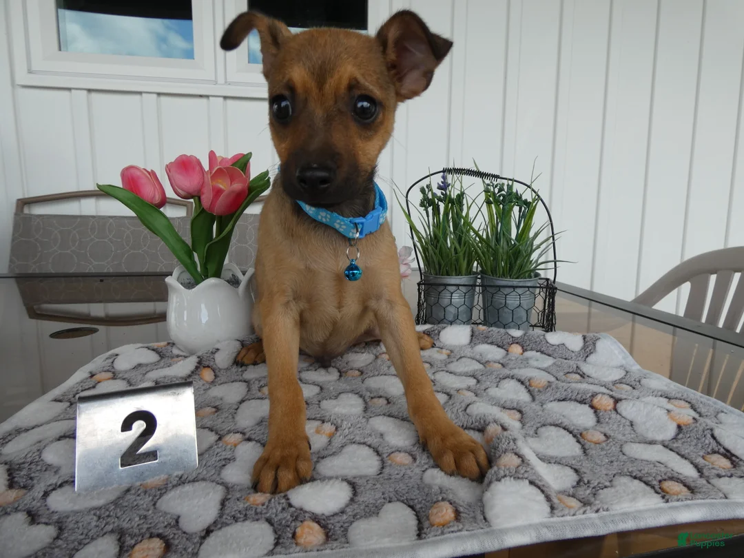 Chihuahua dogs for sale: Chihuahua Puppy 1 Chico - Ad 2