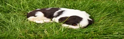 English Springer Spaniel dogs for sale: Cosmo - Ad 5