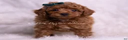 Toy Poodle dogs for sale: Macaron - Ad 4