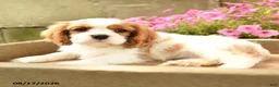Cavalier King Charles Spaniel dogs for sale: Aggie - Ad 3