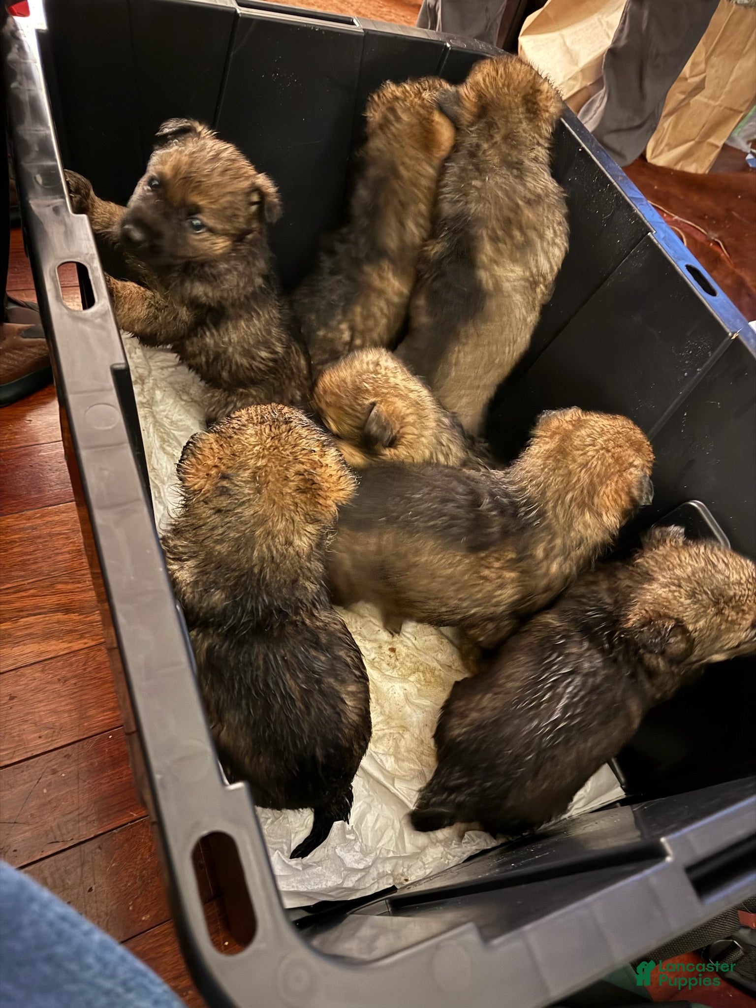 German Shepherd dogs German Shepherd Puppy 2 - Ad 7