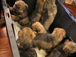 German Shepherd dogs German Shepherd Puppy 2 - Ad 22