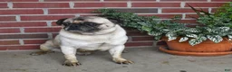 Pug dogs for sale: Tango - Ad 7