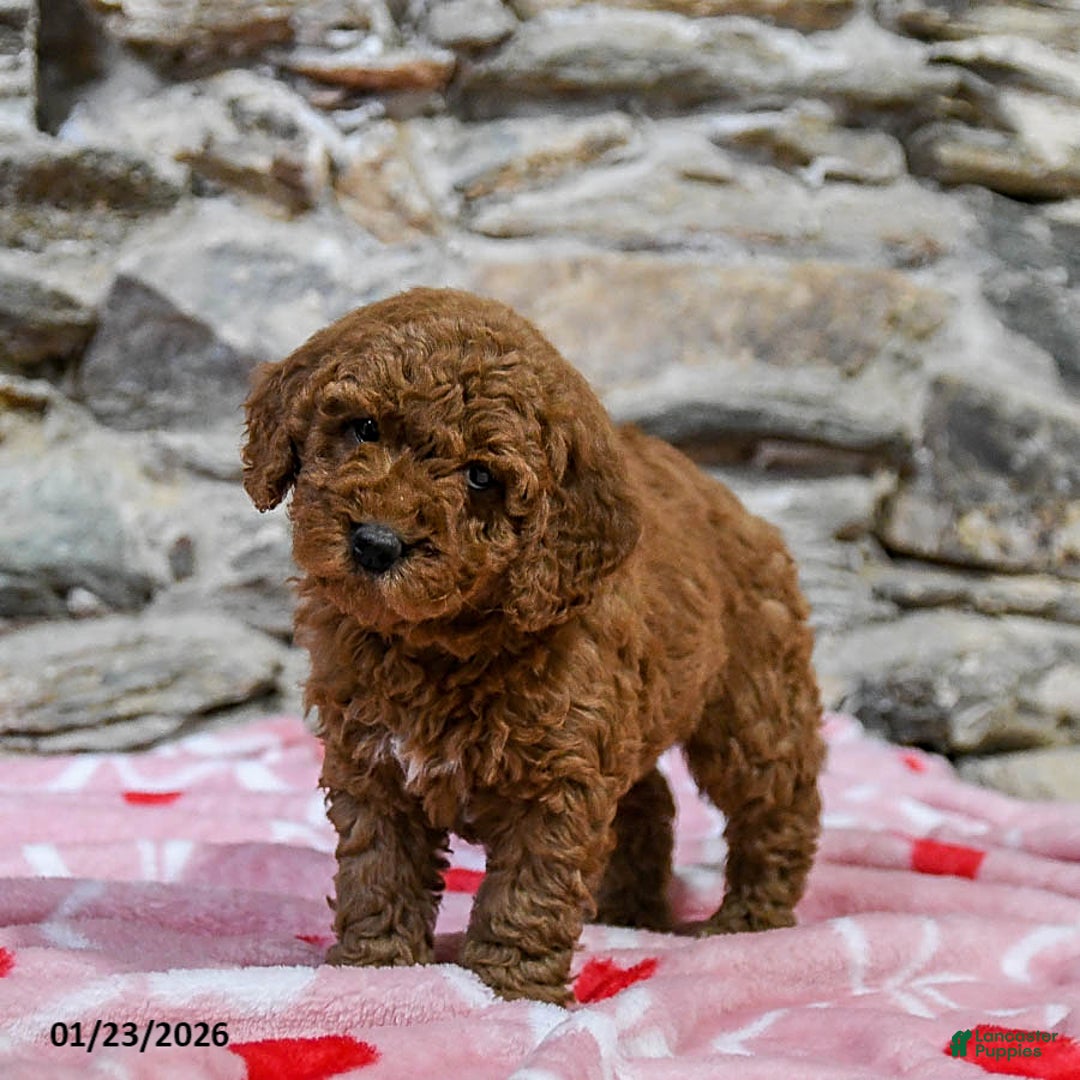 Mini Goldendoodle dogs for sale: Charles - Ad 4