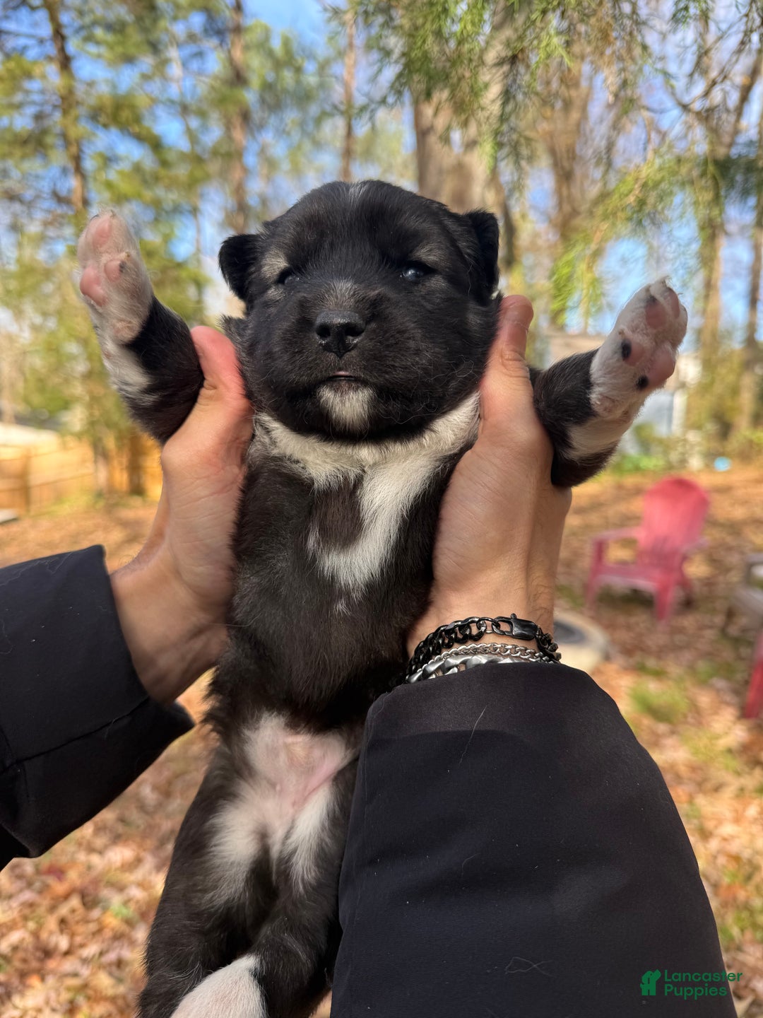 Siberian Husky dogs for sale: Dark - Ad 6