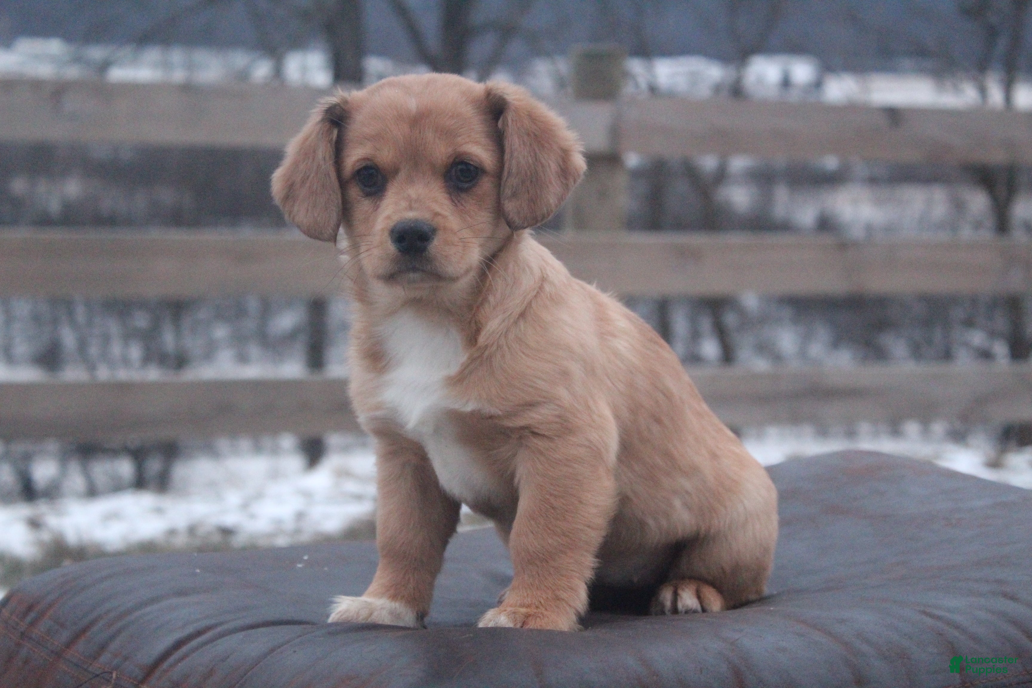 Mixed Breed dogs Esme - Ad 13