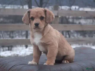 Mixed Breed dogs Esme - Ad 13