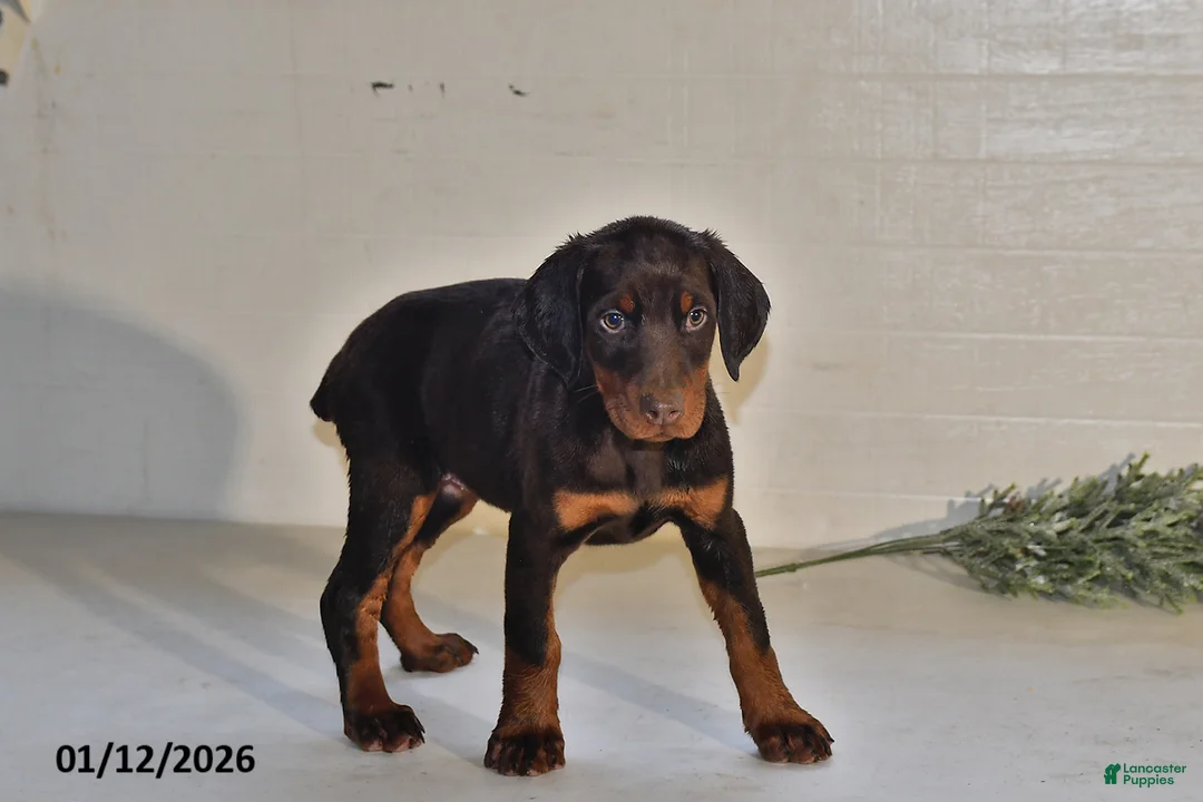 Doberman Pinscher dogs for sale: Daisy - Ad 3