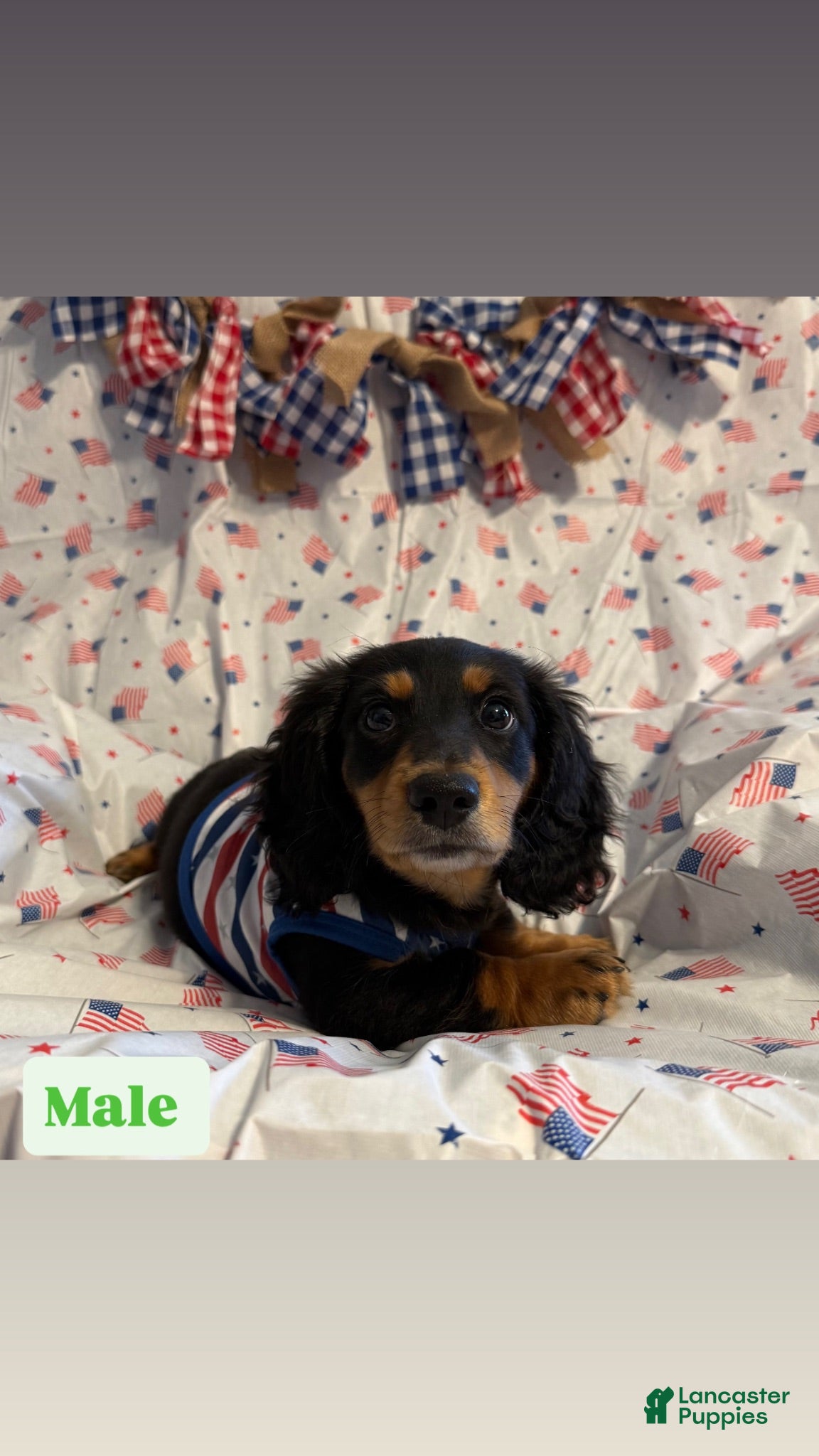 Miniature Dachshund dogs Miniature Dachshund 1 - Ad 19