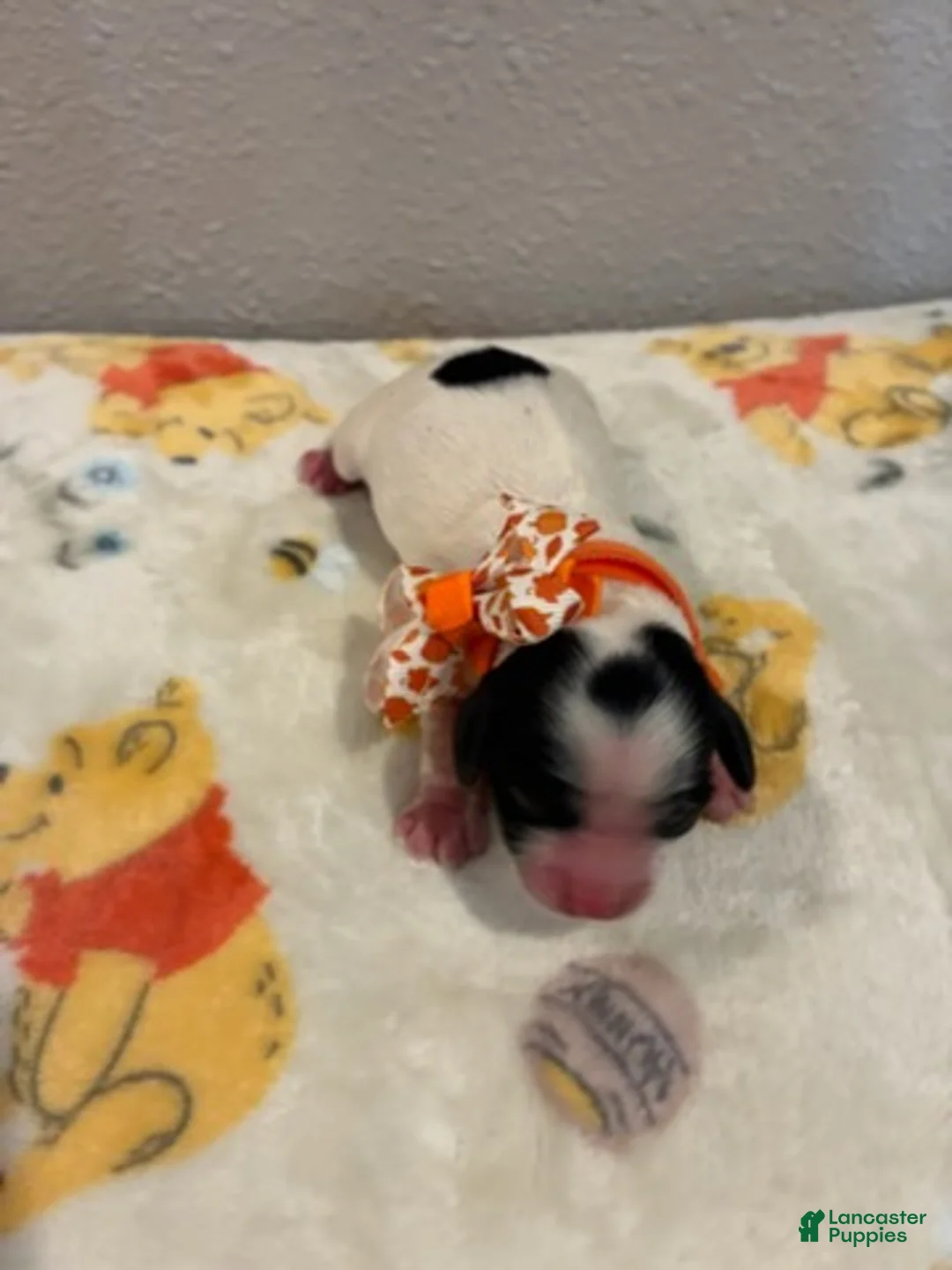 Cockapoo dogs for sale: Girl  - Ad 2