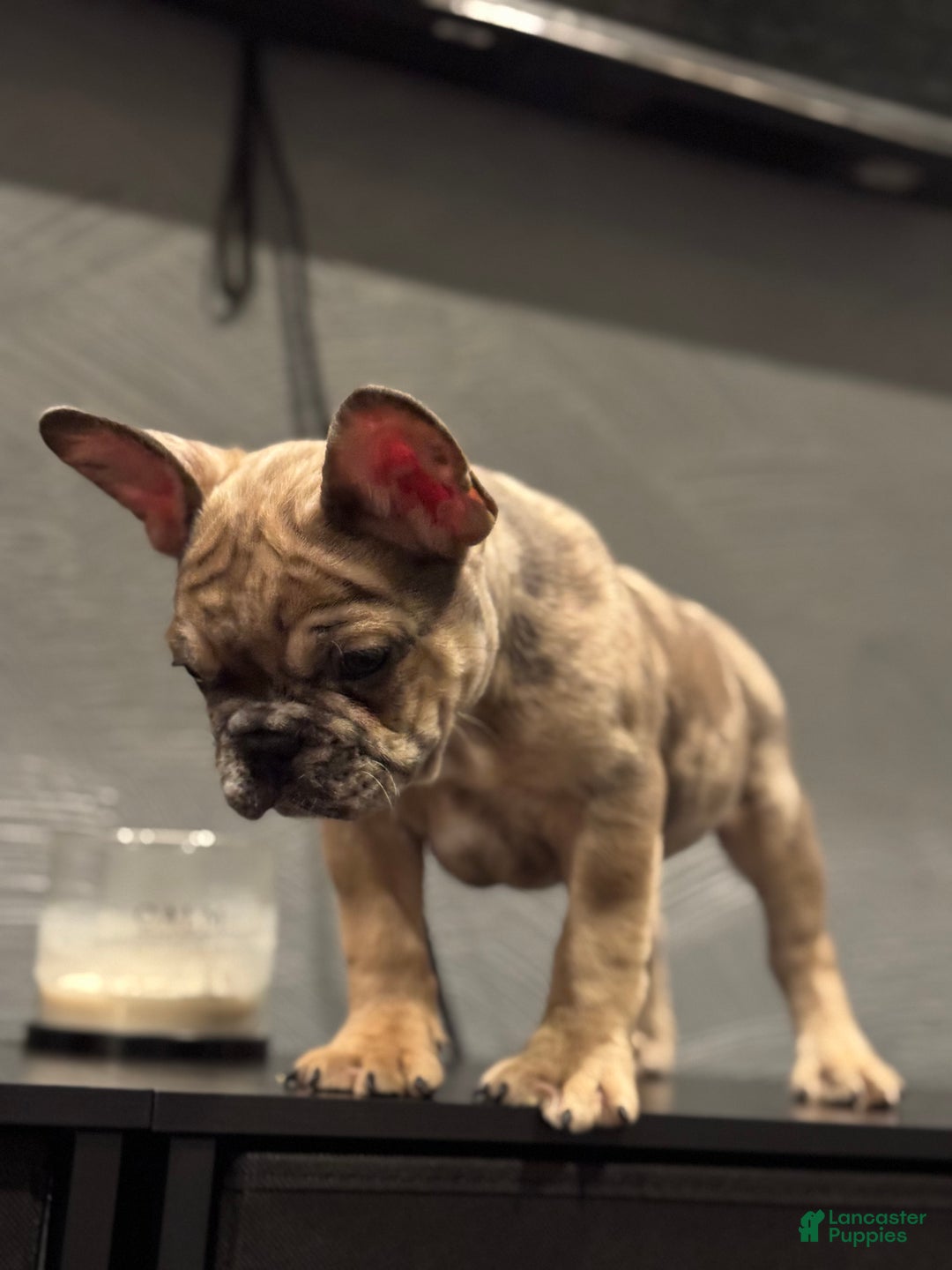 French Bulldog dogs for sale: French Bulldog Puppy 1 - Ad 4