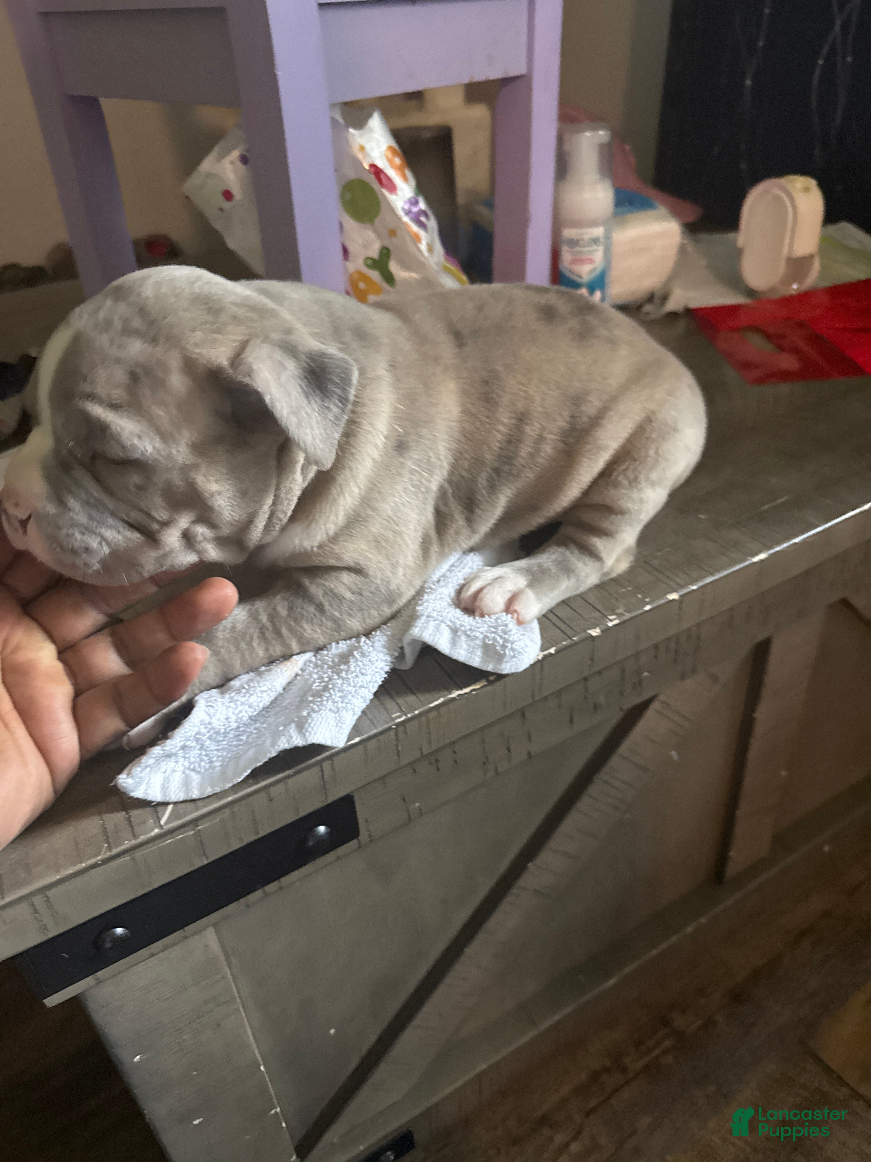 American Bully dogs American Bully 2 - Ad 1