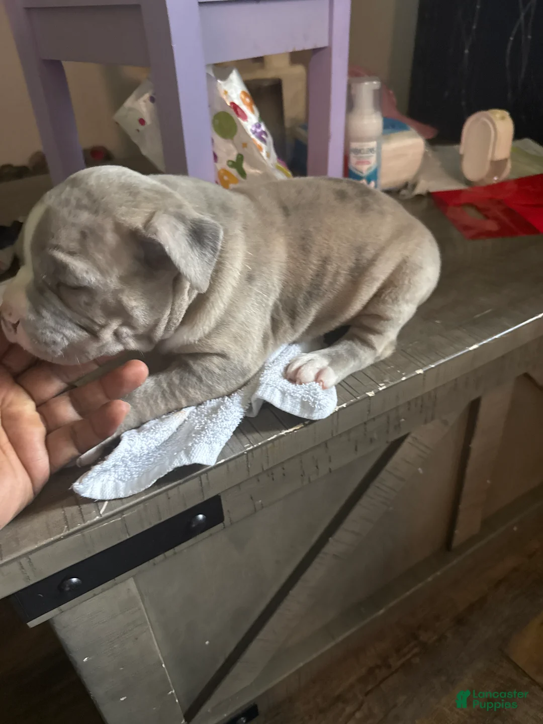 American Bully dogs for sale: American Bully 2 - Ad 1