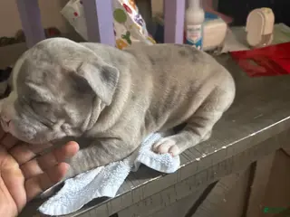 American Bully dogs for sale: American Bully 2 - Ad 3