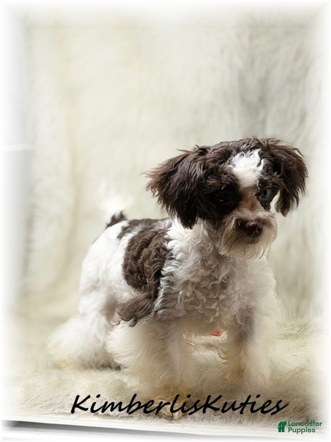 Maltipoo dogs for sale: Maltipoo Puppy 1 - Ad 4