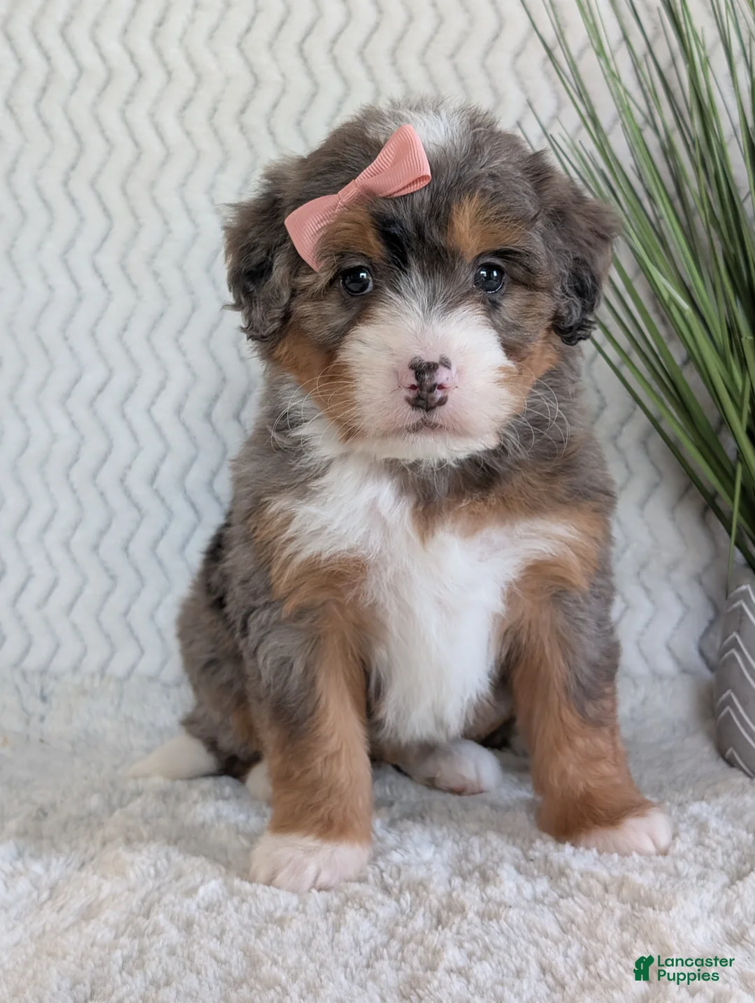 Mini Bernedoodle dogs for sale: Mini Poppy  - Ad 5
