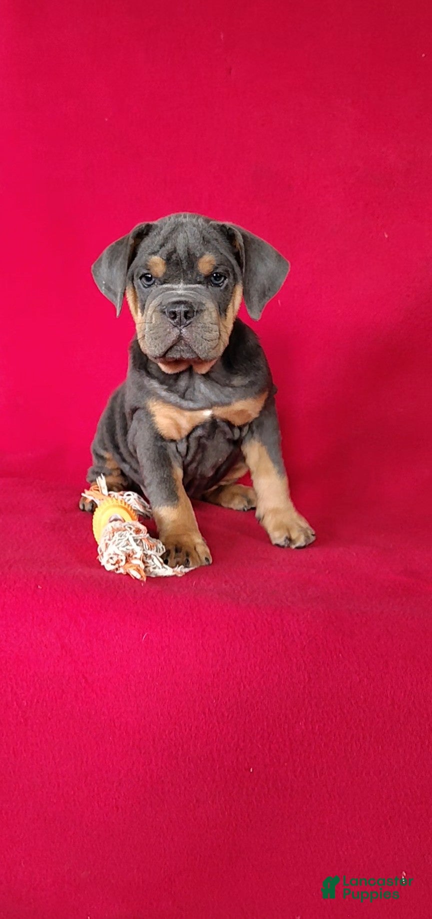 Beabull dogs Annie - Ad 1