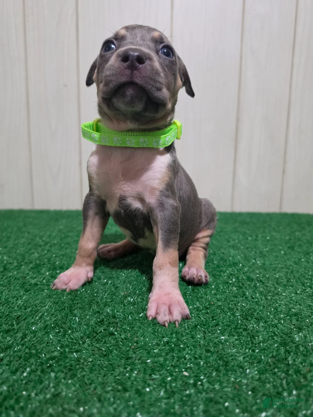 American Bully dogs for sale: American Bully XL Puppy 6 (Highlight Green) - Ad 1
