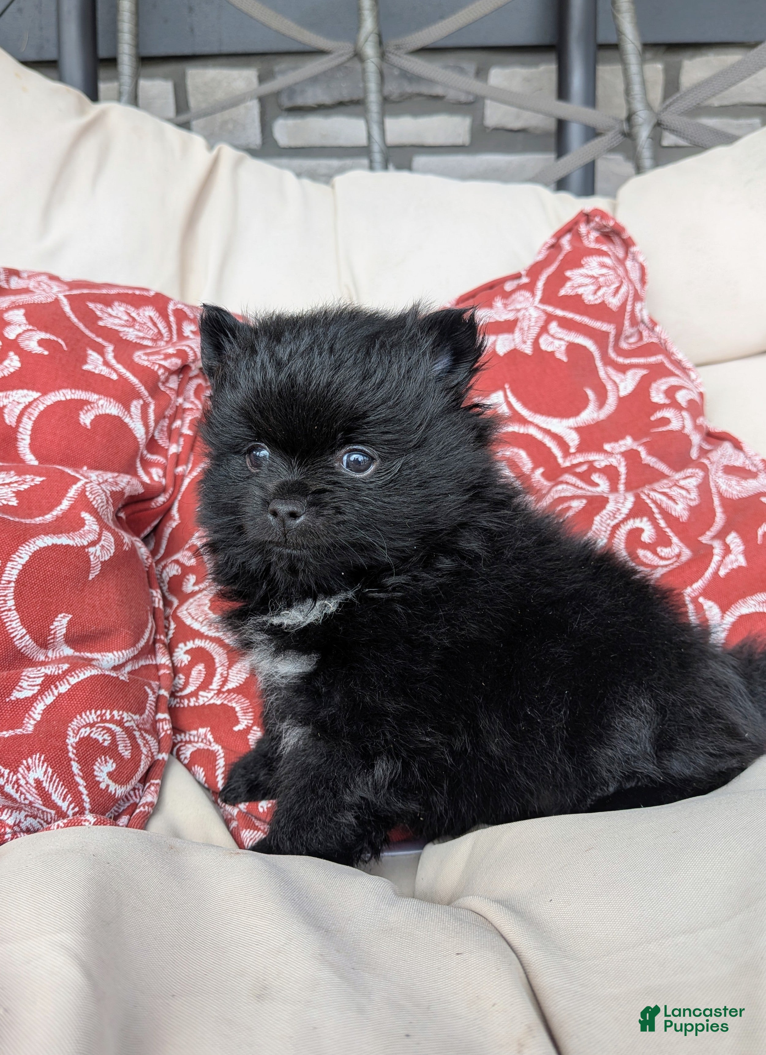 Pomeranian dogs  2 - Ad 1