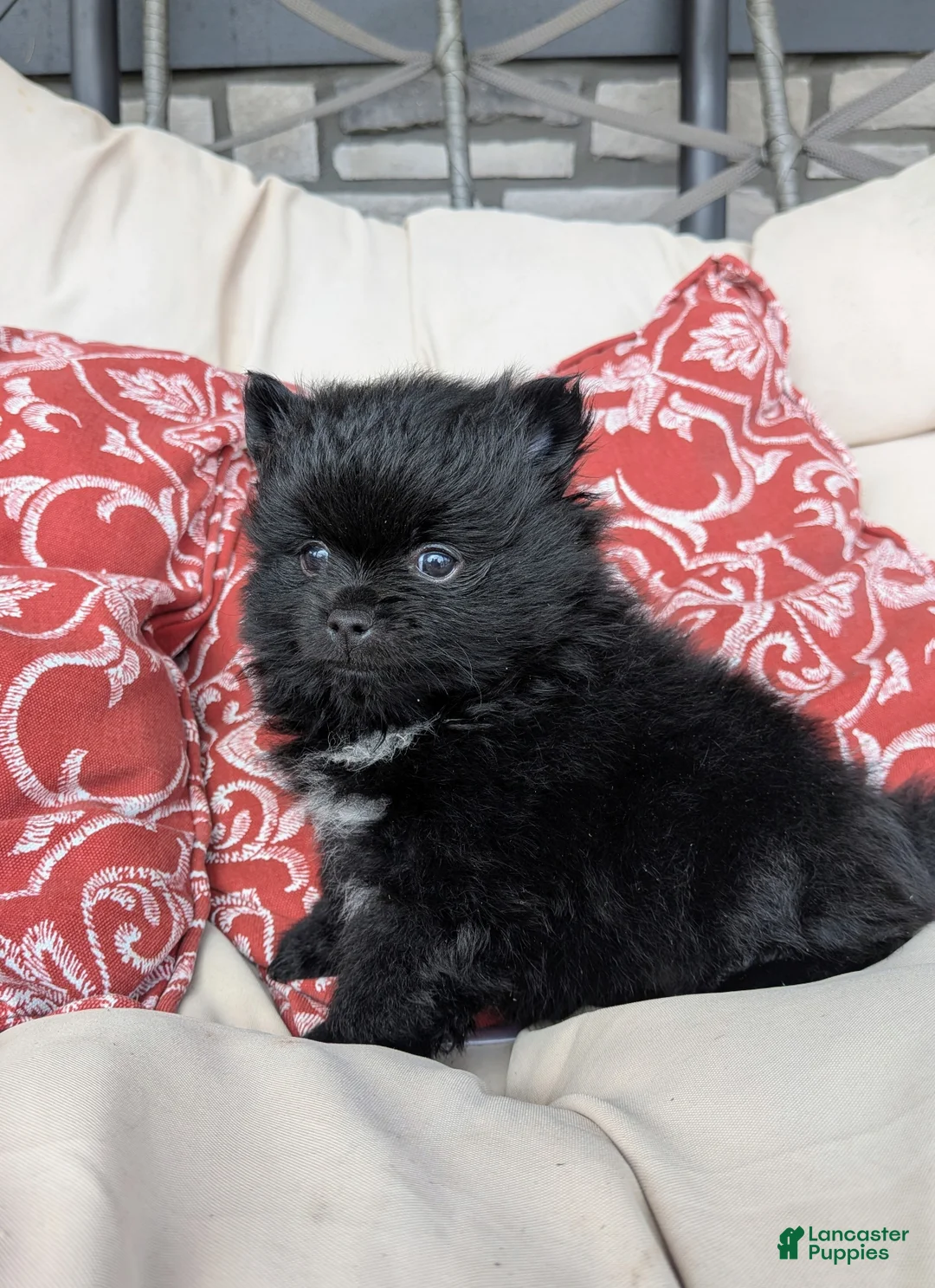 Pomeranian dogs for sale:  2 - Ad 1
