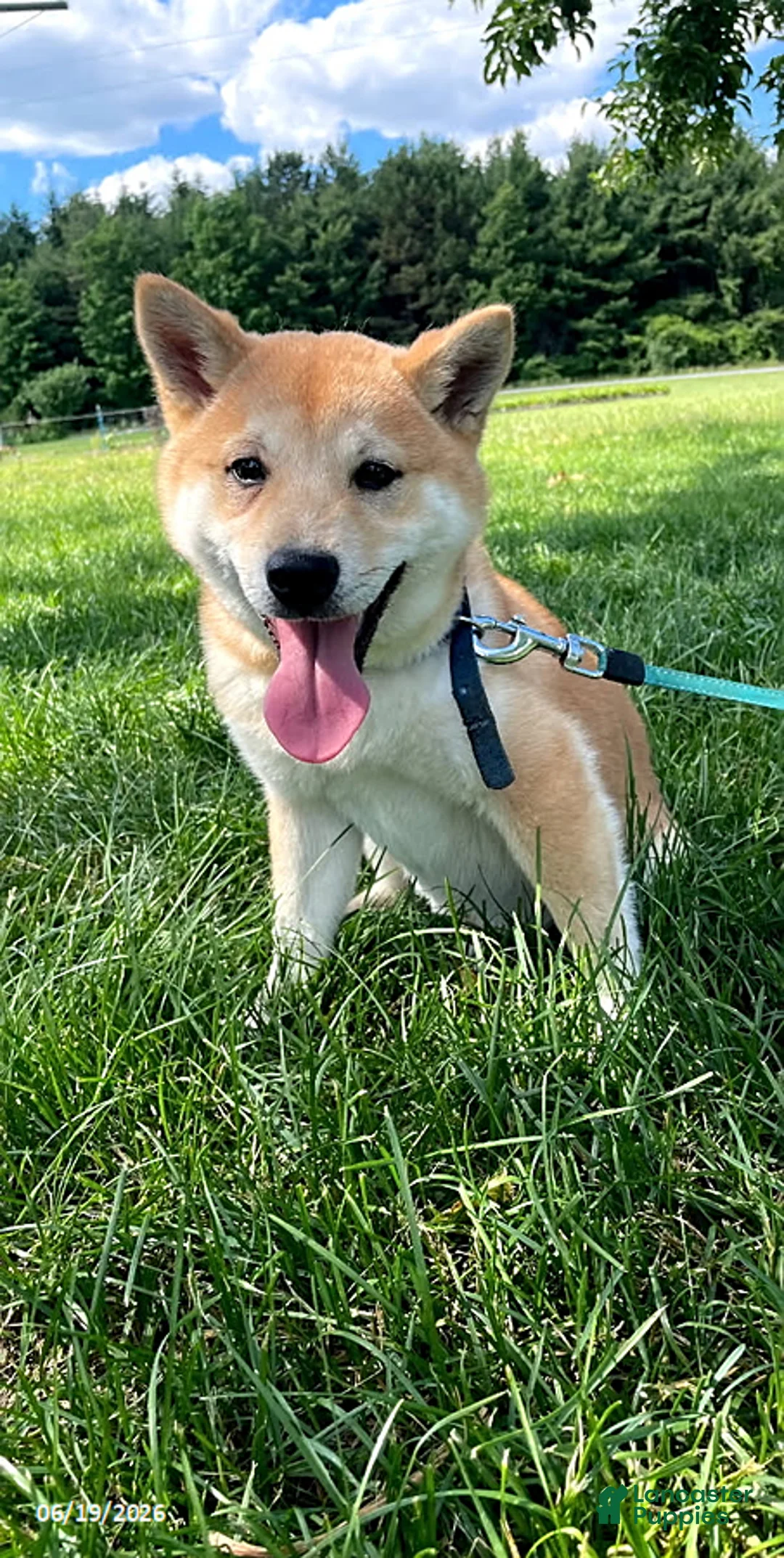 Shiba Inu dogs for sale: Sonny Boy - Ad 1