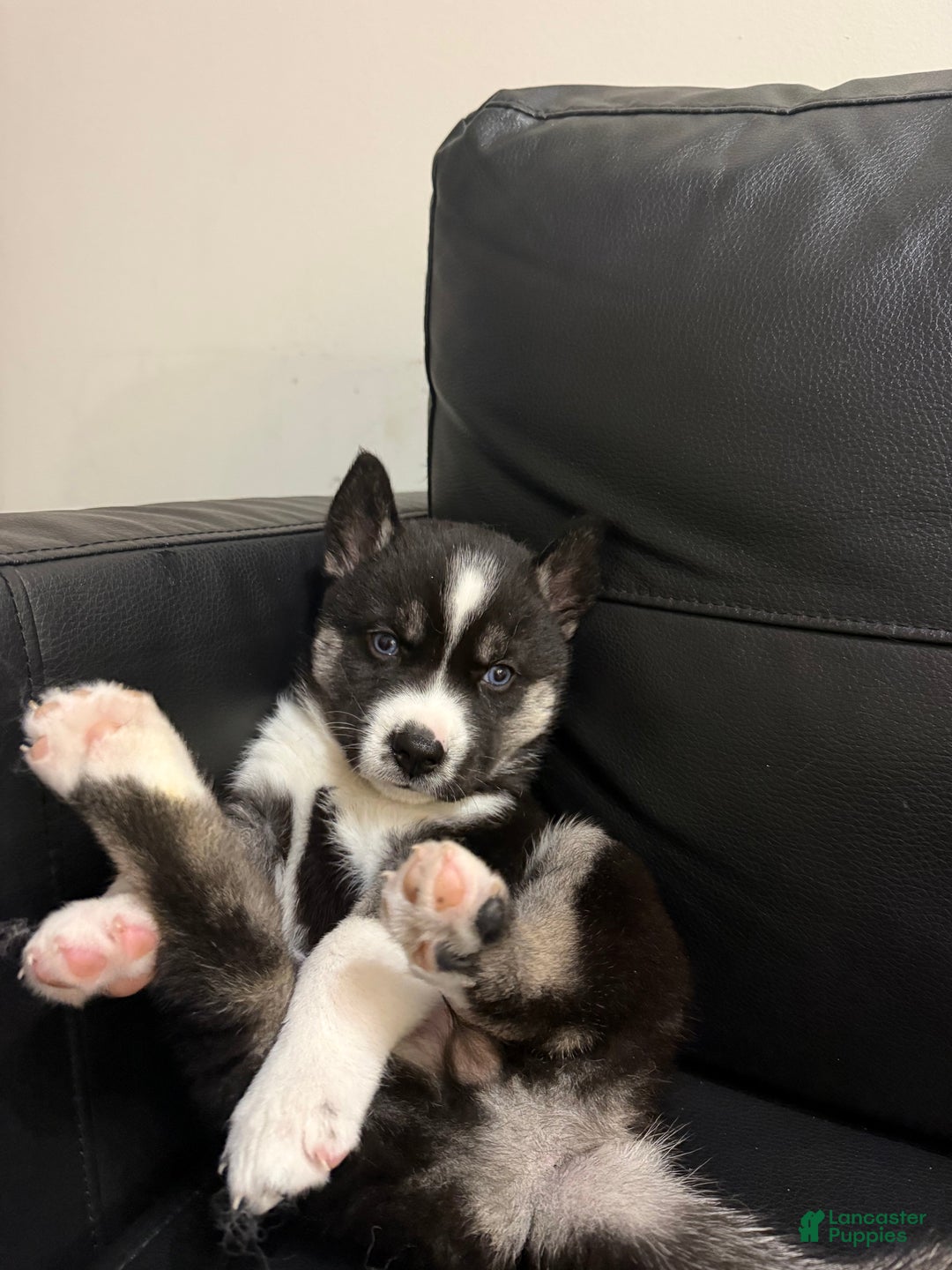 Siberian Husky dogs for sale: Comet - Ad 2